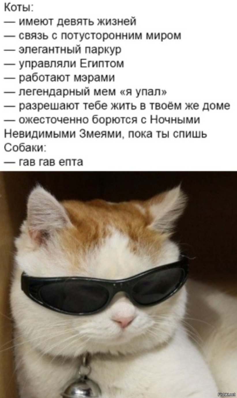 Котик в очках Мем