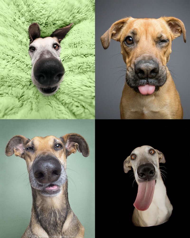 Эмоции собак в картинках