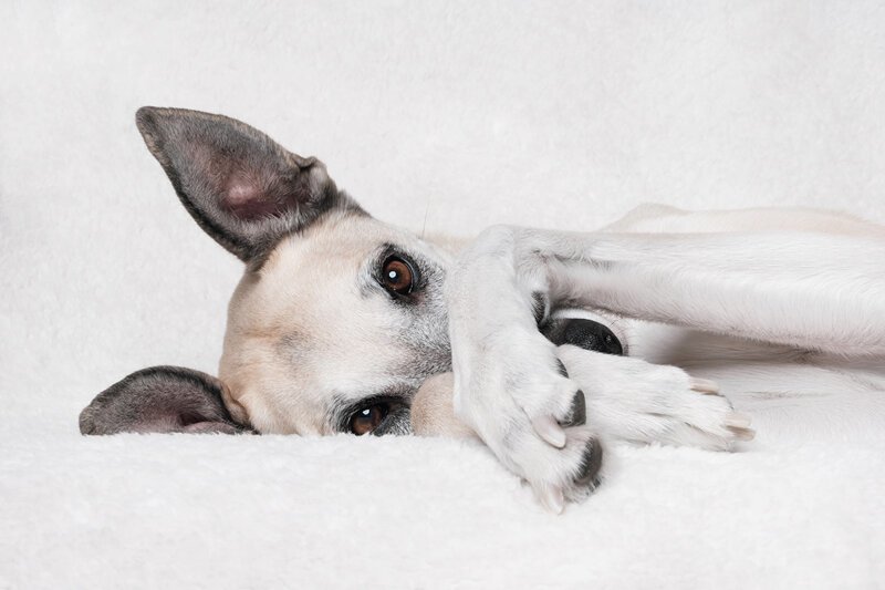 Эмоциональные портреты собак от профессионального фотографа