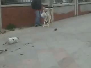 Гифки разные Гифки разные