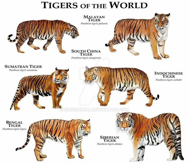 Разные названия животных одного вида. Надеюсь перевод не требуется... Тигры