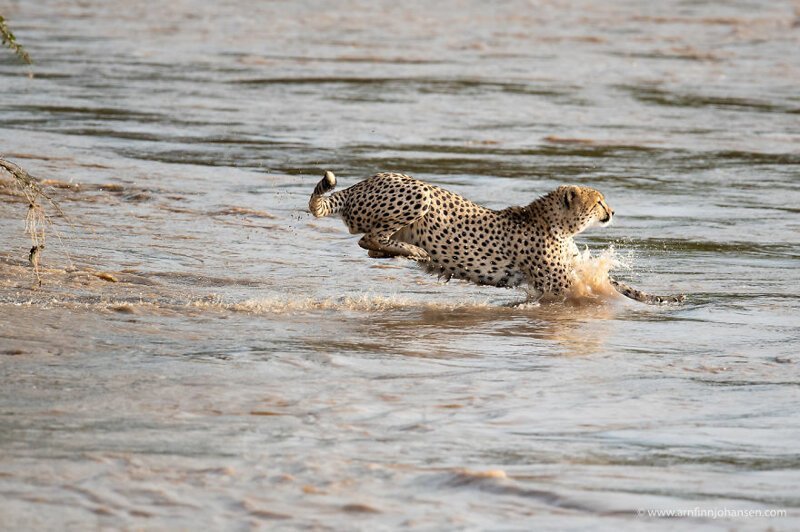 Гепарды пересекают кишащую крокодилами реку