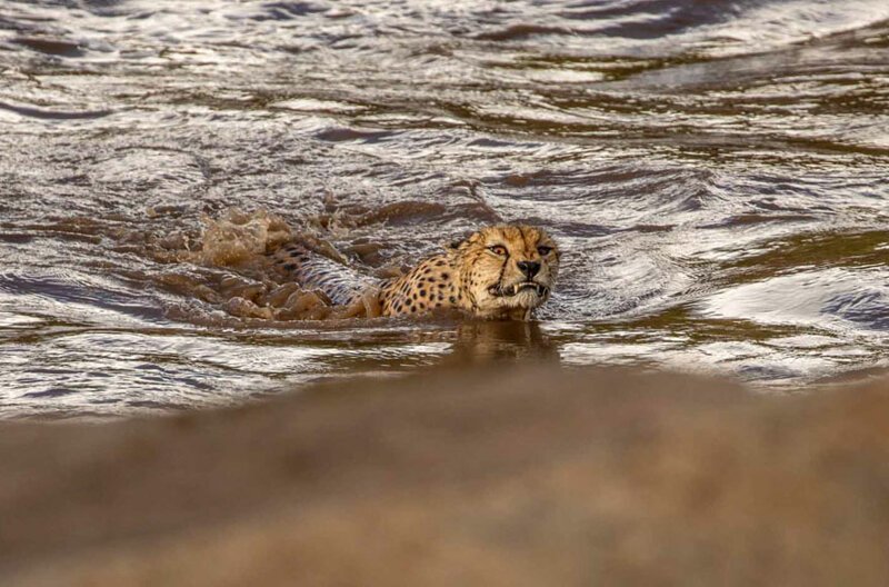 Гепарды пересекают кишащую крокодилами реку