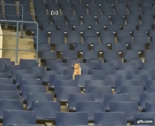 Котик вместо тысячи болельщиков