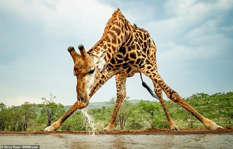 Жираф на водопое чуть не сел на шпагат