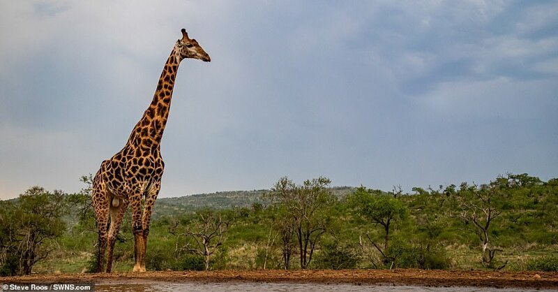 Жираф на водопое чуть не сел на шпагат