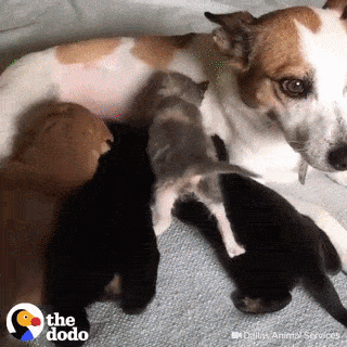 Отличный котопес вырастет