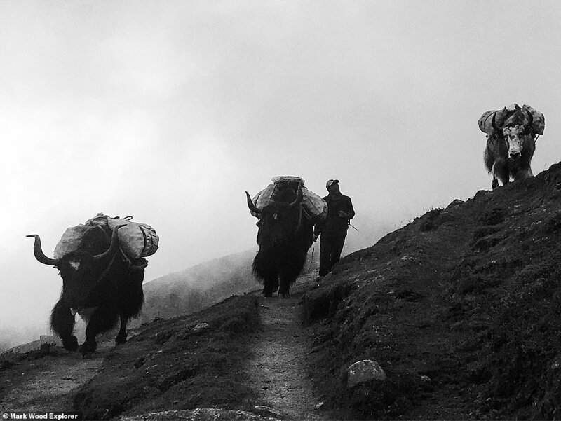 Яки во время похода в Гималаи