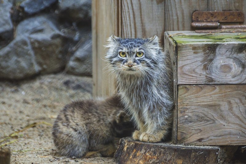 Удивительная история манулов из Новосибирска — хищников, которых выкормила домашняя кошка