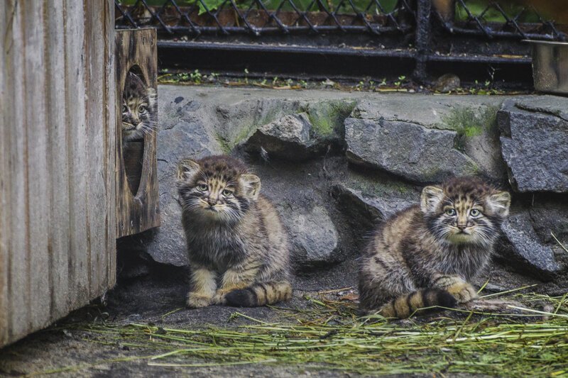 Удивительная история манулов из Новосибирска — хищников, которых выкормила домашняя кошка