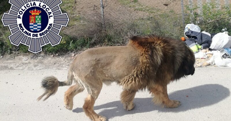 В Испании сбежавший лев оказался собакой