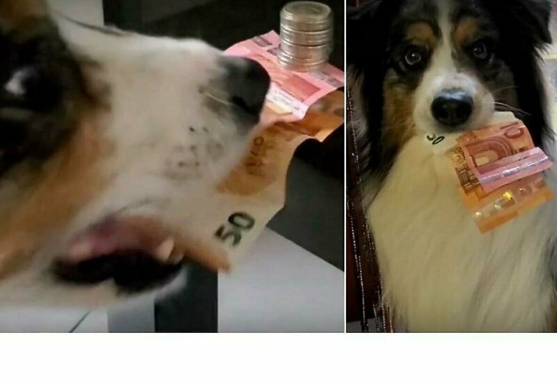 Пёс научился  вытаскивать банкноты из-под монет