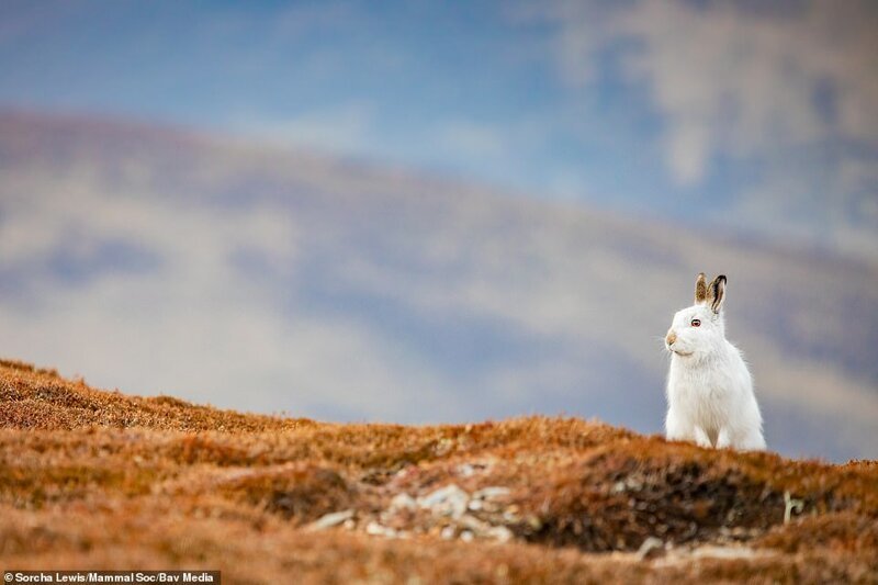 Горный заяц, хребет Кэрнгормс, Шотландия. Фото: Сорча Льюис. Высокая оценка жюри