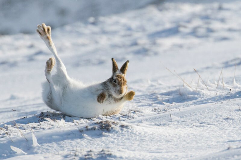 Горный заяц в снегах Шотландии. Фото: Кейт МакРей, Личфилд, Стаффордшир. Второе место