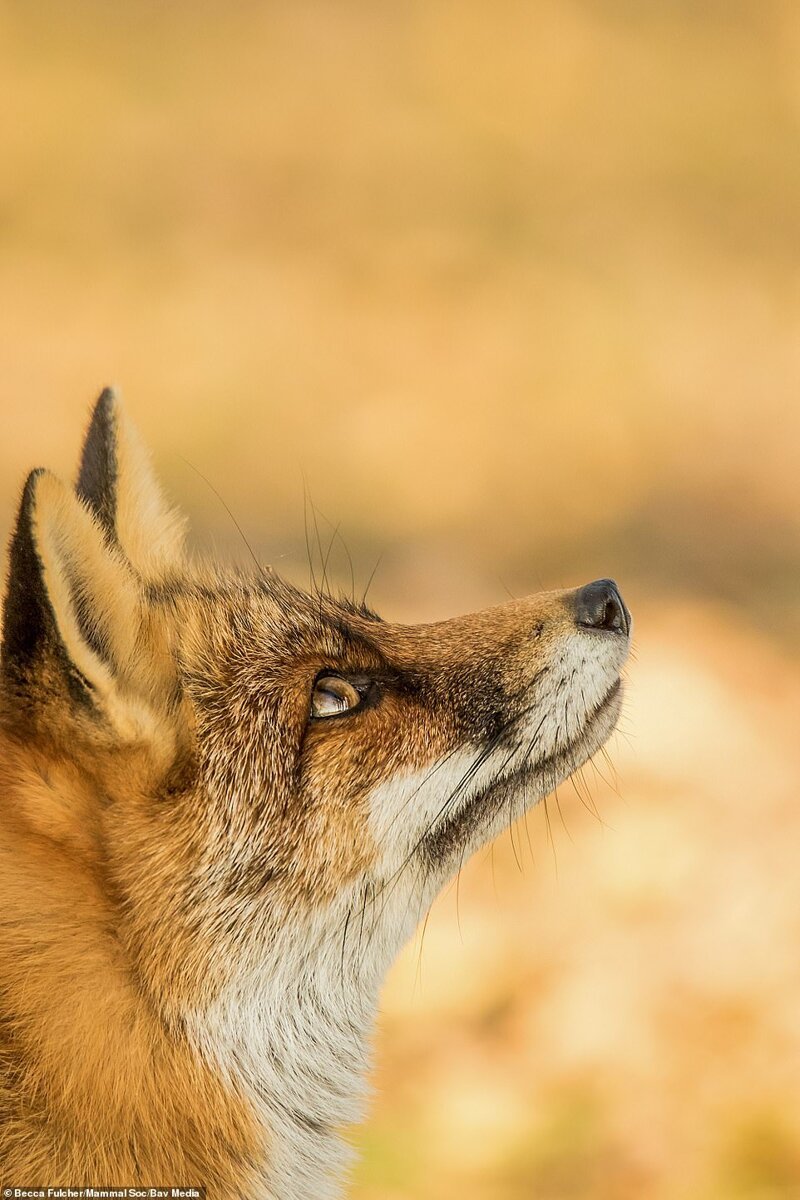 Обыкновенная лисица. Фото: Бекка Фулчер, Милтон-Кинс. Высокая оценка жюри