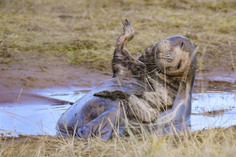 Веселый серый тюлень. Фото: Филип Райан, Сканторп, Линкольншир. Победитель в категории "Юмор"