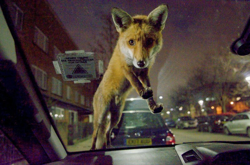 Любопытная лиса на лобовом стекле автомобиля. Фото: Роджер Кокс, Лондон. Победитель конкурса