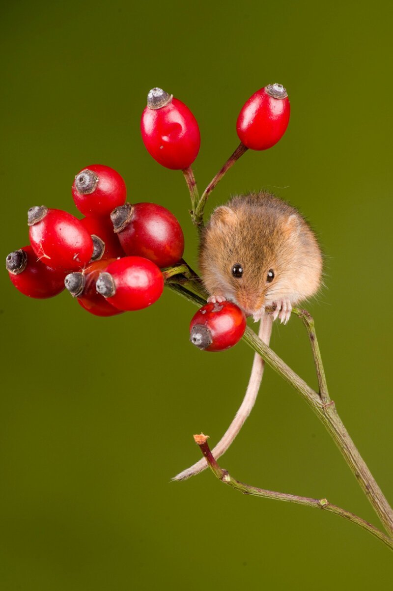 Мышь на ветке шиповника. Фото: Сара Бучер, Девон. Высокая оценка жюри