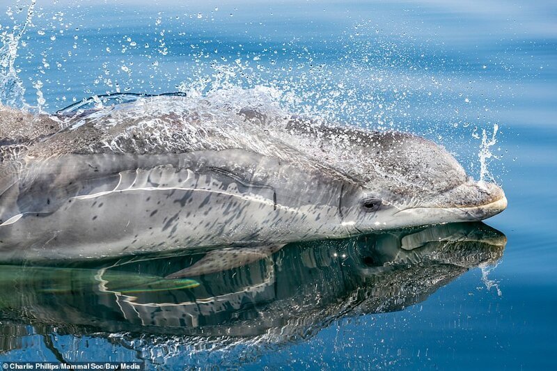 Дельфин афалина. Фото: Чарли Филлипс. Высокая оценка жюри