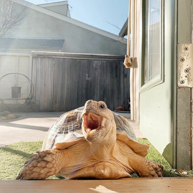 Стильная 9-килограммовая черепаха собирает лайки не хуже смешных котиков