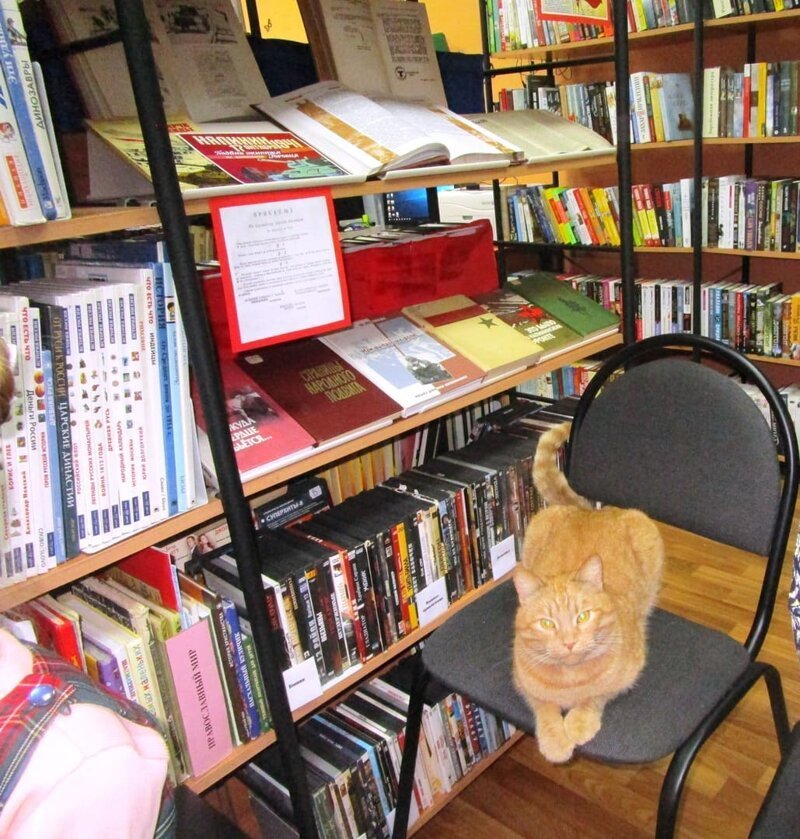 В Тверской библиотеке работает кот Степан
