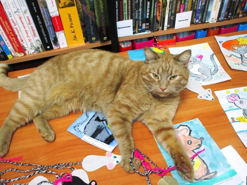 В Тверской библиотеке работает кот Степан