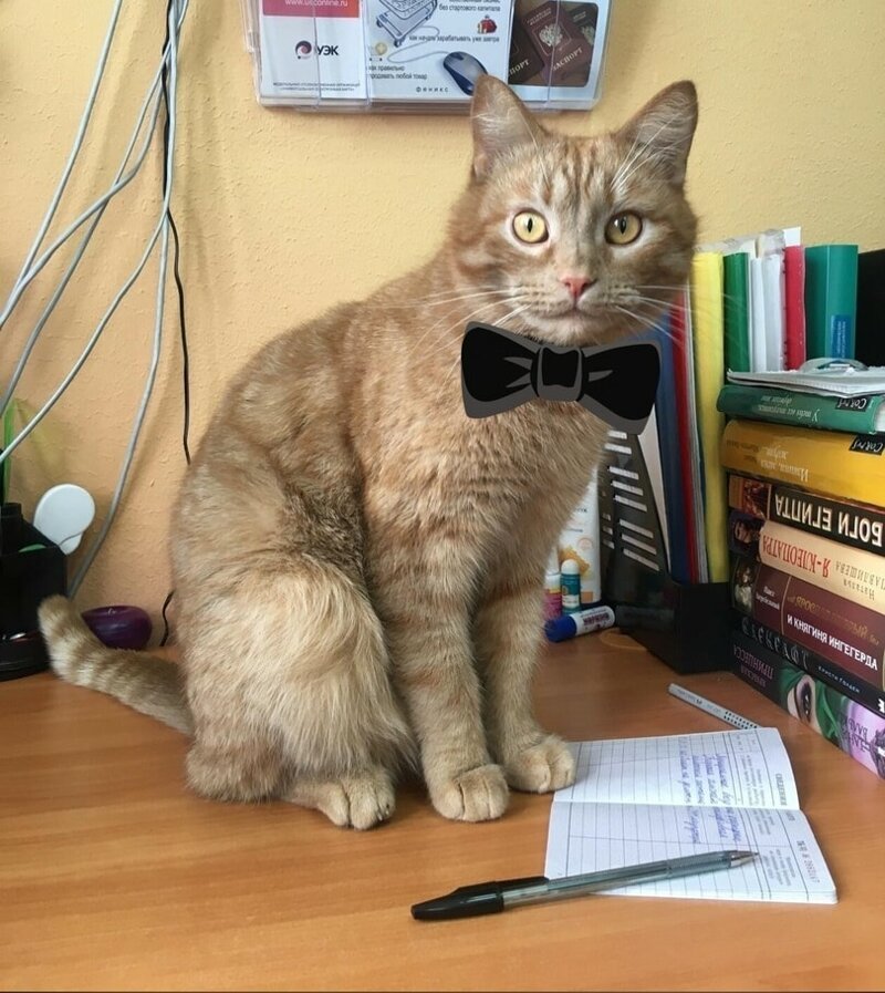 Городенская сельская библиотека 2 марта приняла на работу кота Степана