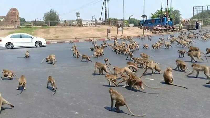 В Таиланде голодающие из-за отсутствия туристов обезьяны устраивают драки за еду
