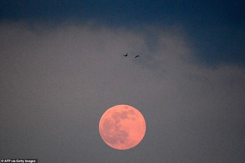 Две птицы и полная луна, Москва. Кстати, эту полную луну называют также "вороньей"