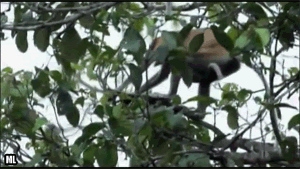 Гифки разные