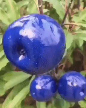 Уникальный выведенный сорт синих яблок