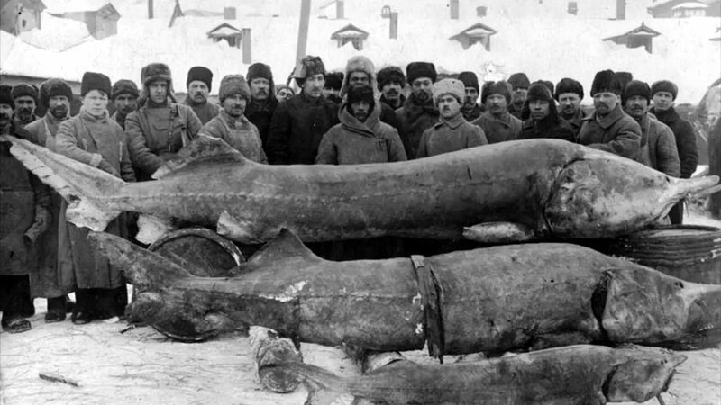 Самая дорогая рыба в истории была выловлена в России