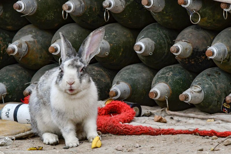 Кролик и минометные снаряды в восточной сирийской провинции Дейр-Эззорю. (Фото Giuseppe Cacace):
