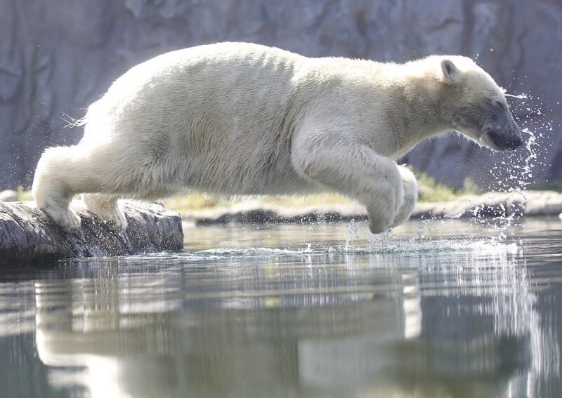 Прыжок белого медведя в бассейн в зоопарке в Гельзенкирхене, Германия, 25 июня 2019. (Фото Roland Weihrauch):
