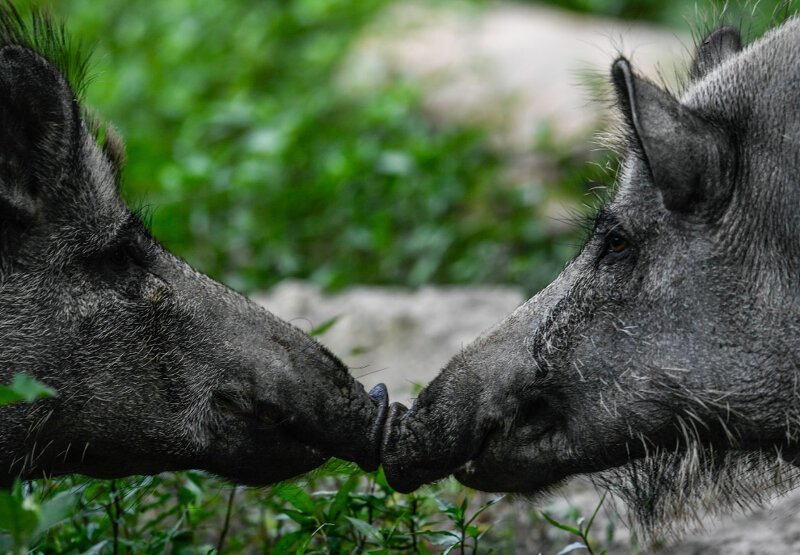 И свинячье общение около Морицбурга, Германия. (Фото Filip Singer):