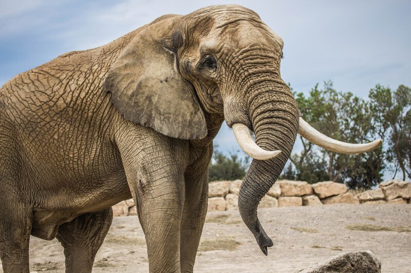 Слоновья шкура создана для трещин, что помогает им выживать в непростых условиях.