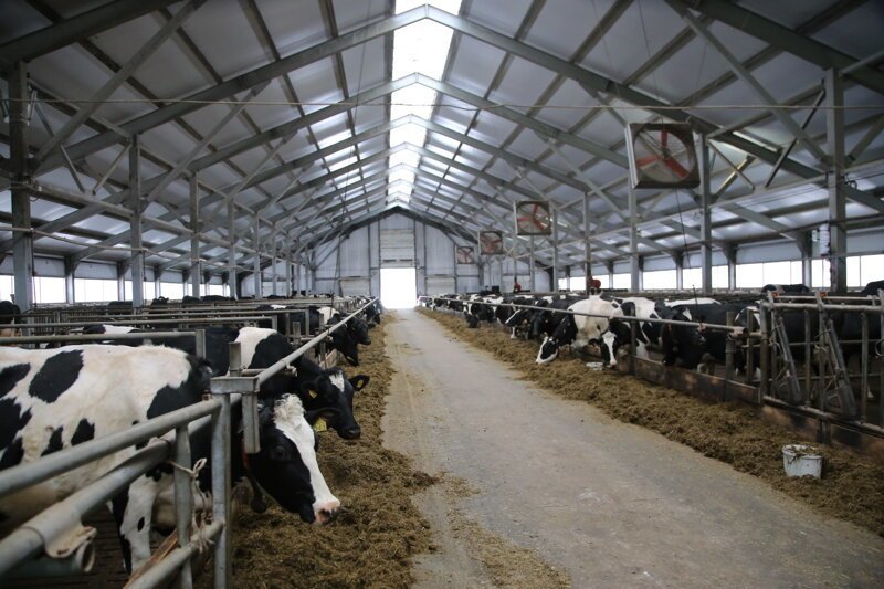 Новая молочная ферма открыта в Вологодской области