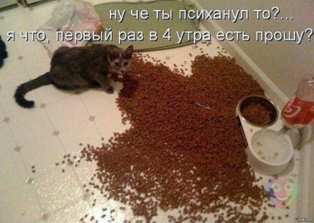 Ну че ты психанул то кот