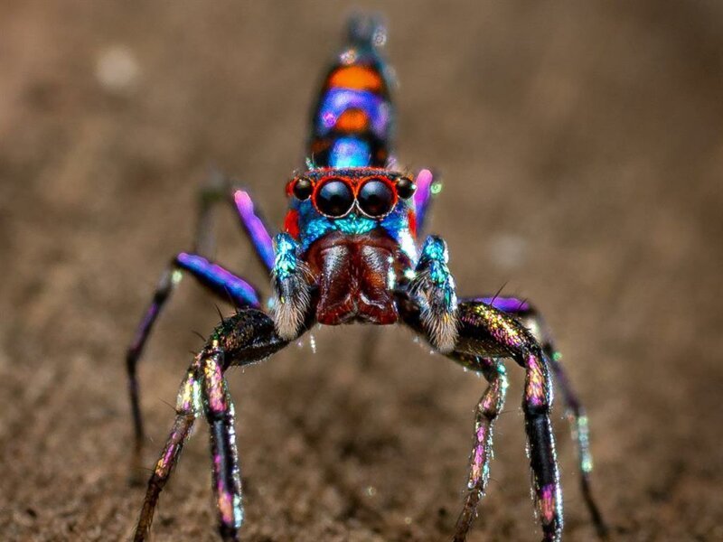 Фотографу-любителю удалось сфотографировать самого красочного в мире паука