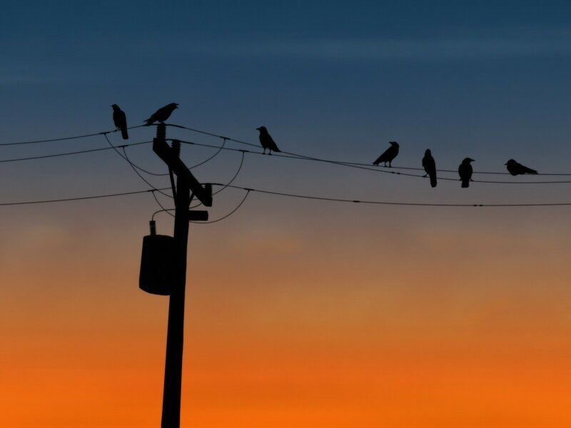 Почему птиц на проводах не бьет током: разбираемся в сути феномена
