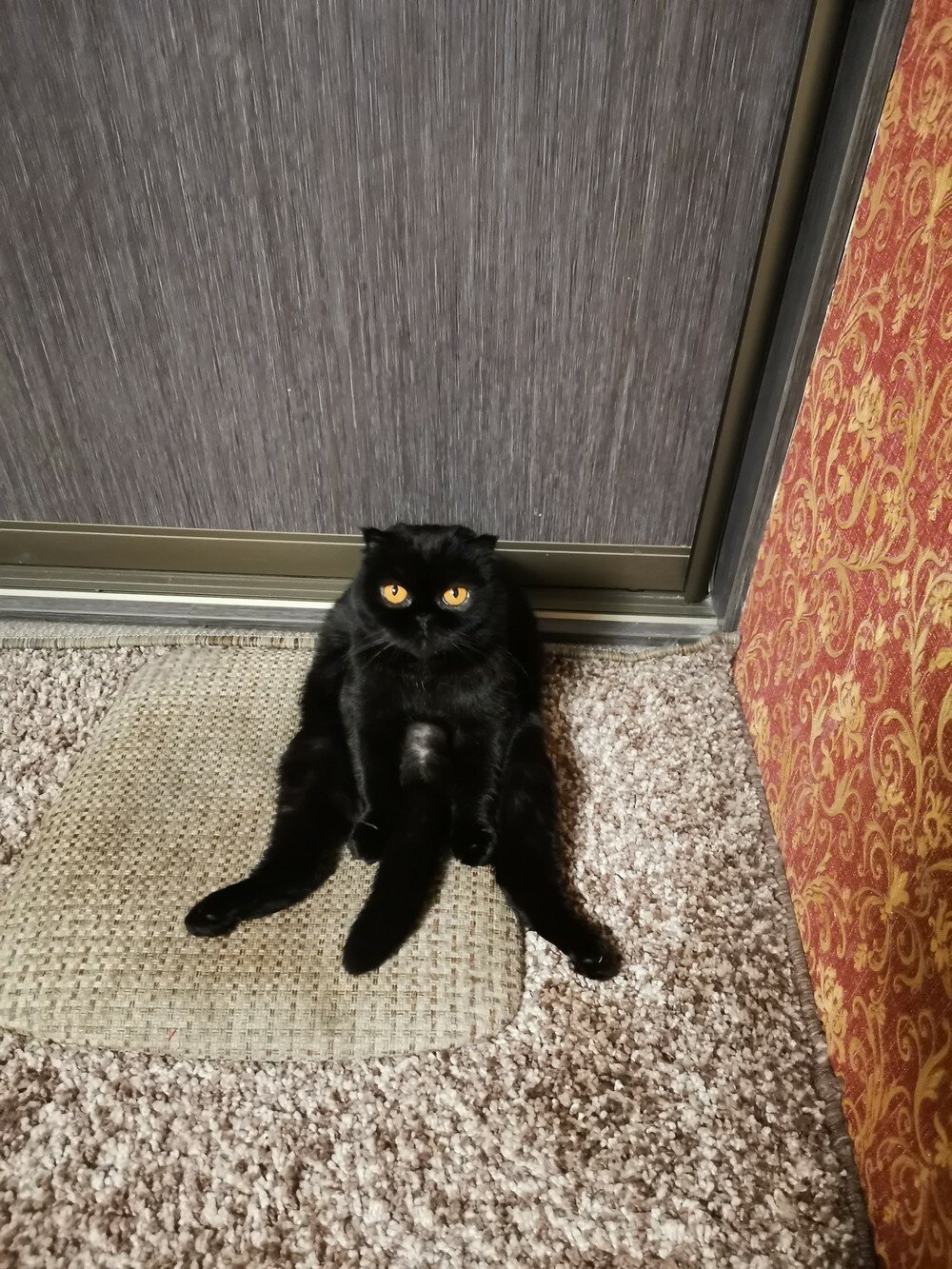 Чёрный шотландский кот смешной