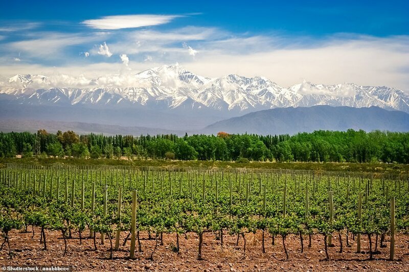 Могущественные Анды над полями винограда в Аргентине
