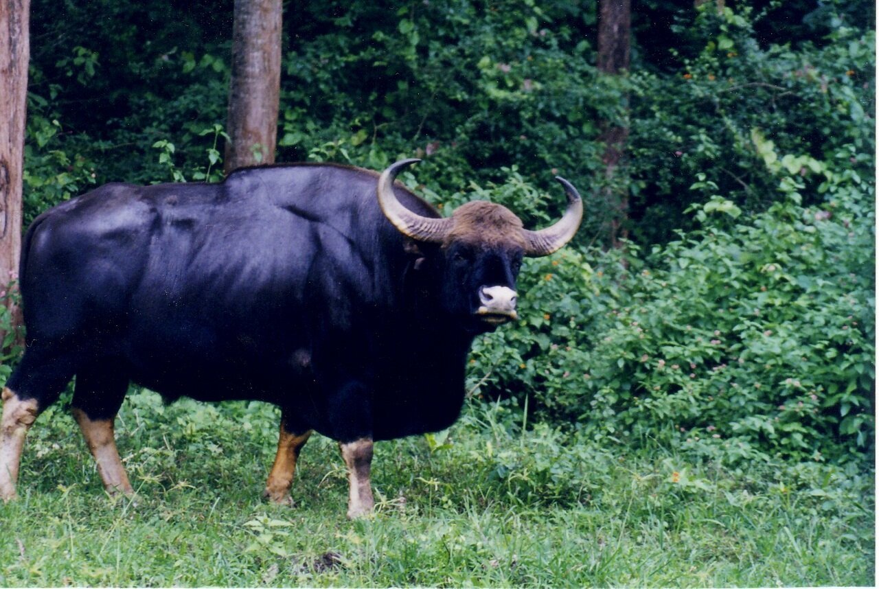 Дикие быки в природе названия и фото