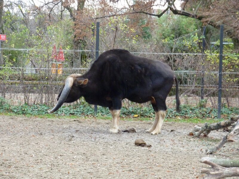 Самый большой дикий бык в мире