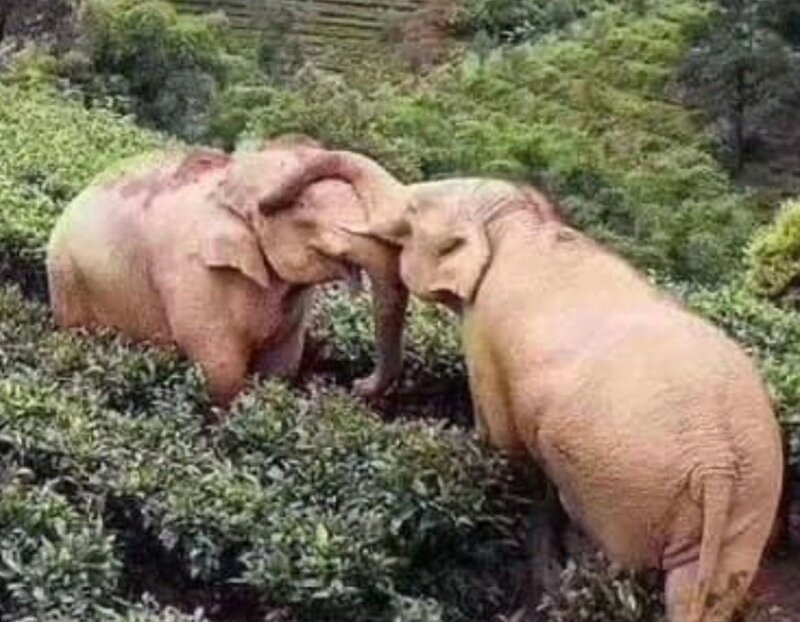 В Китае слоны забрели в деревню в поисках еды, но напились кукурузного вина и уснули в саду