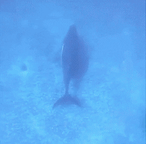 Гифки разные