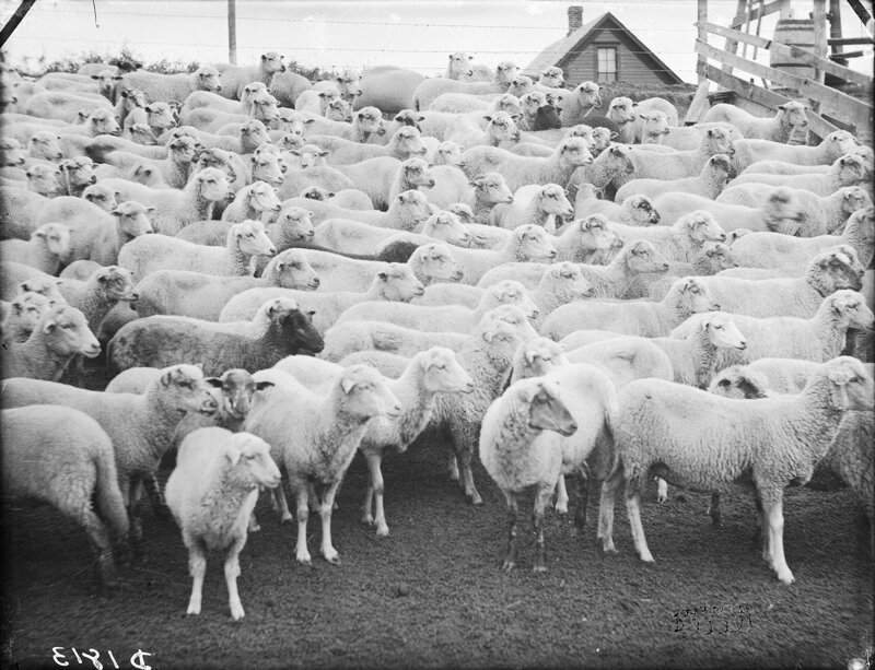 Овцы, округ Кастер, штат Небраска, 1886.