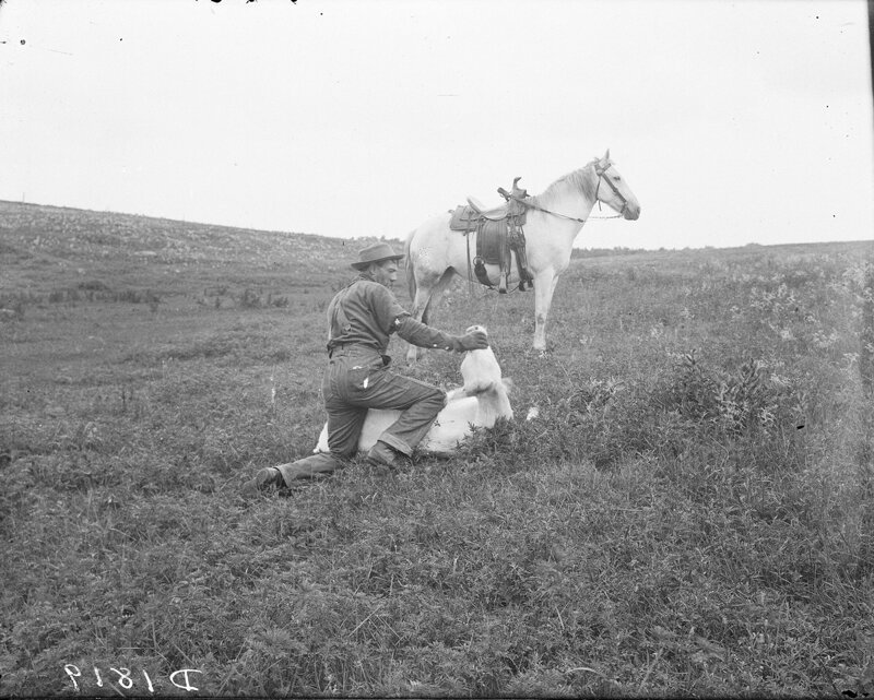 Клеймение скота, 1887.