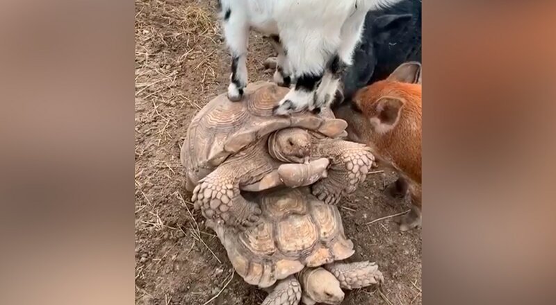 Две свиньи и коза прервали интимный момент черепахам