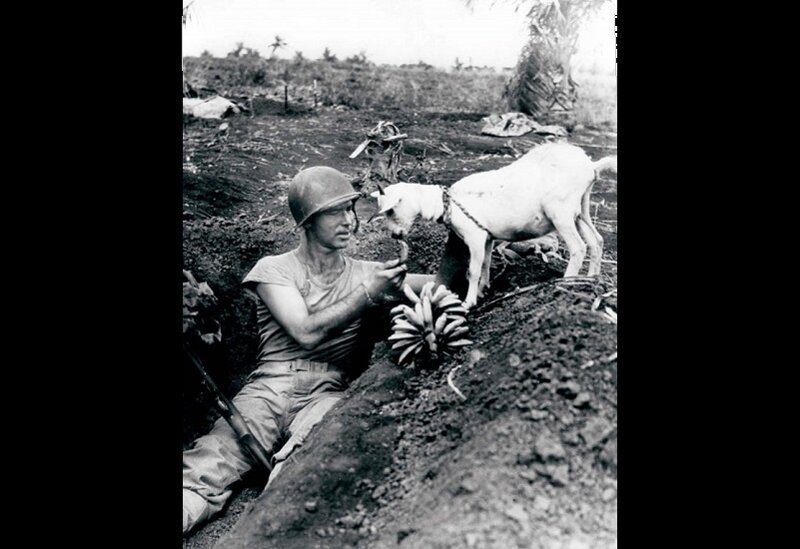 Солдат подкармливает козу в 1944 году.